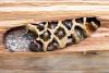 Osmia bicornis